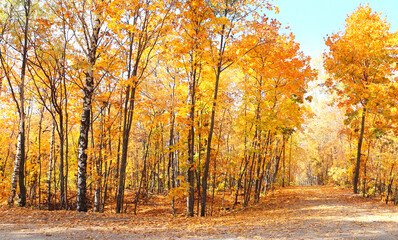Fototapeta premium Calm fall season. Road in autumn forest