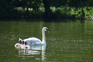 swans on the lake