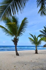 Palmiers poussant sur la plage 