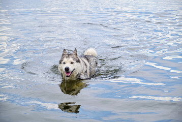 Husky dog swimming in the lake. © freeman83
