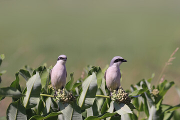 
A pair shrike-a rogue birds among green leaves.