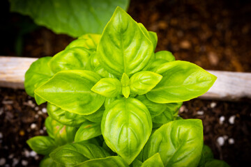 Basel plant from top point of view with a view in the background of the garden bed frame