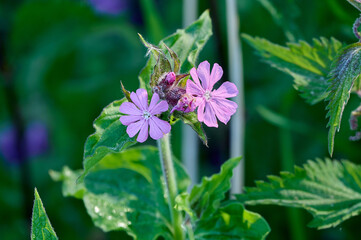 Flowers in the early morning sun with dew drops