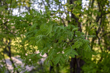 Fototapeta na wymiar A branch of a tree with dense green leaves. Close-up.