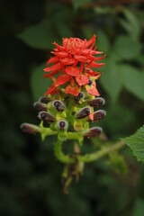 Wild flowers in the mountains of Corora valley 