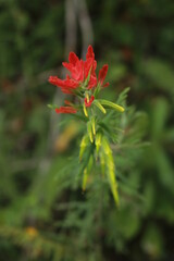 Wild flowers in the mountains of Corora valley 