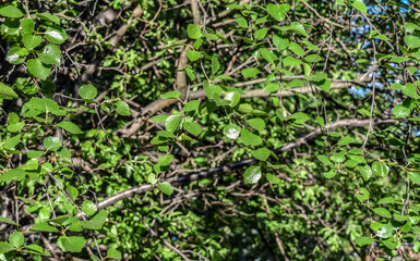 Birch branches with small green leaves on a sunny day.
