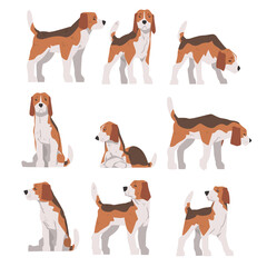 Small Beagle Dog Pet Animal in Different Poses Set, Hunting Dog with Brown White Coat and Long Ears Beagle Cartoon Vector Illustration