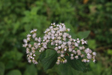 Wild flowers in the mountains of Corora valley 
