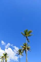 palmiers surplombant le ciel