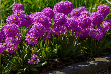 Primula denticulata (Drumstick Primula). Garden flower purple nature natural background bloom primrose