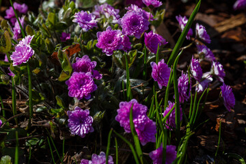 Hepatica nobilis Rubra Plena in spring garden
