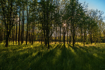 Forest with tall trees. There is green grass among the trees. The sun shines through the trees and shadows are visible. The sky is blue.