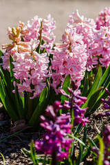 Obraz na płótnie Canvas Pink hyacinthus orientalis in a garden. Hyacinth - common, Dutch or garden hyacinth with pink blooming flowers. traditional spring flower, Easter flower, floral background