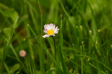 little daisies among green grass