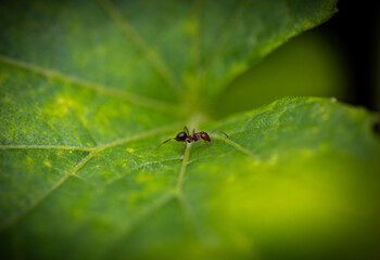 Close up of an ant crawling on a leaf