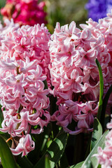 Pink hyacinthus orientalis in a garden. Hyacinth - common, Dutch or garden hyacinth with pink blooming flowers. traditional spring flower, Easter flower, floral background