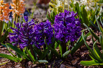 Hyacinth Carnegie (Hyacinthus orientalis) blooms in a garden in springtime