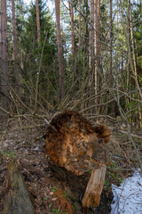 Old fallen tree in a coniferous forest.
