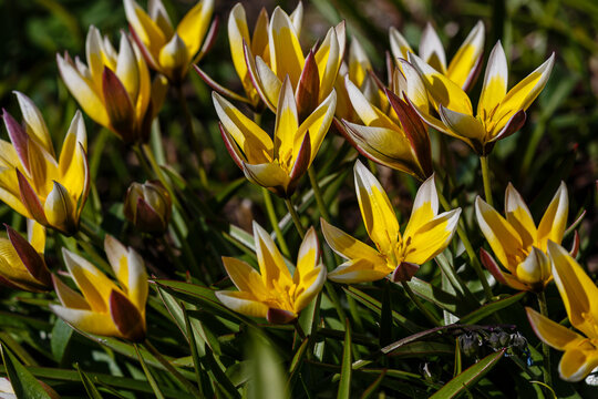 Tulipa tarda in spring garden. Yellow flower of tulipa. Floral background
