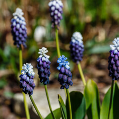 Blue and purple Muscari flowers close up. A group of Grape hyacinth (Muscari armeniacum) blooming in the spring garden.