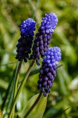 Muscari Latifolium in the garden. Beautiful flower in Springtime