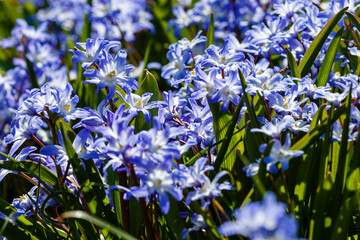 Chionodoxa or Scilla luciliae, Bulbous blooms in spring. - obrazy, fototapety, plakaty