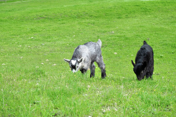 Two small goats gray and black graze on a green meadow