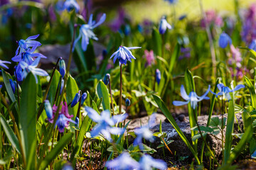 Close-up of Scilla siberica flowers in full bloom at the Botanical Garden - obrazy, fototapety, plakaty