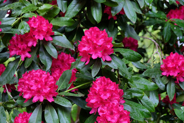 Bright pink Rhododendron in flower