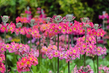 Fototapeta premium Colourful Primrose 'Candelabra' hybrids in flower