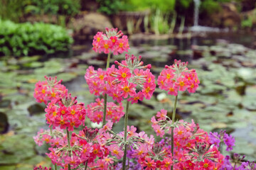 Colourful Primrose 'Candelabra' hybrids in flower