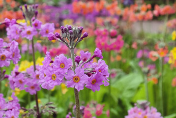 Colourful Primrose 'Candelabra' hybrids in flower