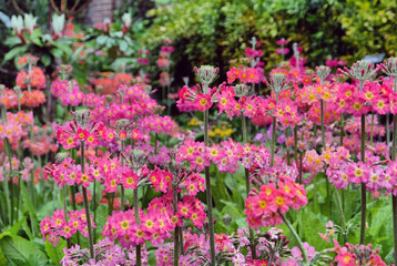 Obraz premium Colourful Primrose 'Candelabra' hybrids in flower