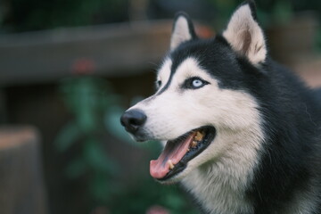 Siberian husky with epic deep eyes,  Black and white Husky dog close up photo © Hand Robot