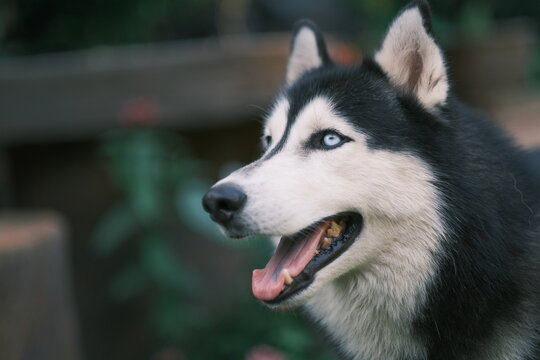 Siberian husky with epic deep eyes,  Black and white Husky dog close up photo