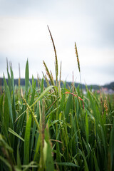 close up of black grass. High quality photo