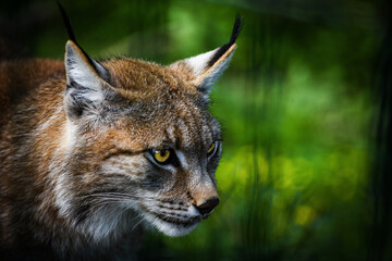 portrait of a lynx