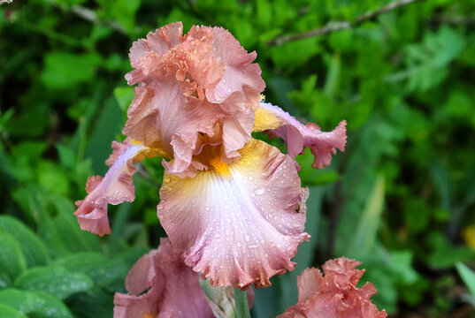 Beown bearded iris 'tootsie roll' in flower