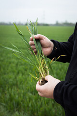 A close up of a person holding a wheat plant. High quality photo