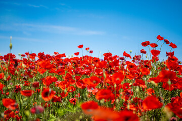 Fototapeta na wymiar Close up photography of poppies field. Red wild flower plants. Sunny day. 