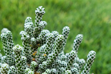 Coral Shrub 'Ozothamnus coralloides' evergreen shrub