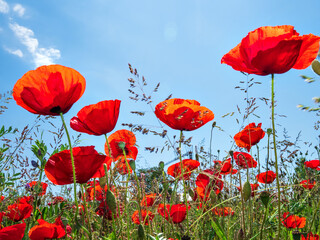 Fototapeta premium Blooming red poppies on blue sky background. Bumblebees, sun, spring, nature.