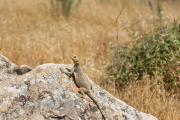 Desert Life - Lizard. Gobustan National Park. Lizard on the rock