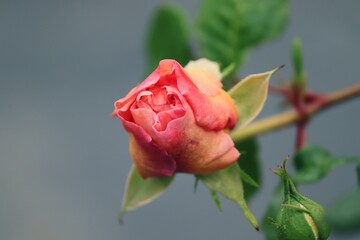 aufgehende Blüte einer roten Rose