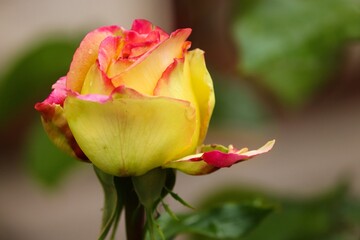 Rose in gelb und orange