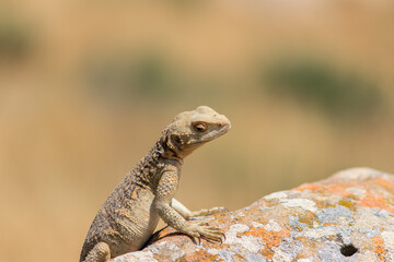 Desert Life - Lizard. Gobustan National Park. Lizard on the rock