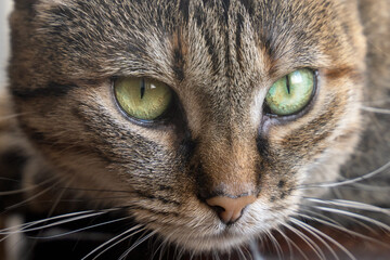 Close up portrait of tabby color cat with green eyes with cute serious look.