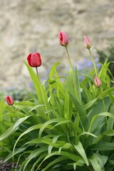 Red and pink tulips in the park, blurred background