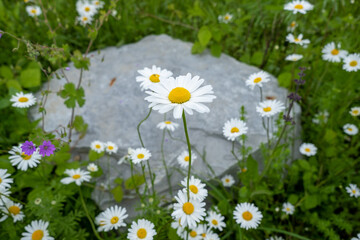 Fototapeta premium Margeriten mit Stein im Hintergrund.